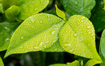 Normatividad ambiental?